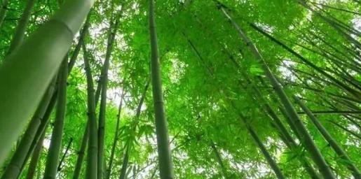 你知道樹木在園林綠化中的分類嗎？